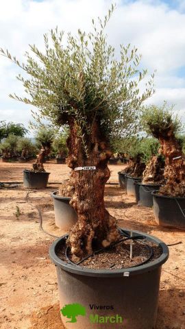 OLEA EUROPAEA BONSAI C285-450L 80/100 HT200/250