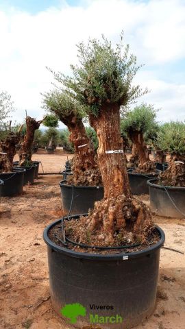 OLEA EUROPAEA BONSAI C285-450L 80/100 HT200/250