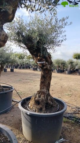 OLEA EUROPAEA BONSAI C285-450L 80/100 HT200/250