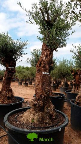 OLEA EUROPAEA BONSAI C285-450L 80/100 HT200/250