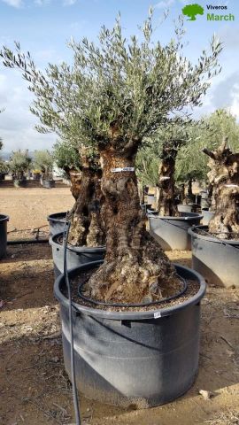 OLEA EUROPAEA BONSAI C285-450L 80/100 HT200/250