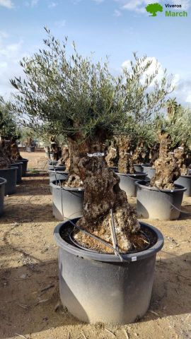 OLEA EUROPAEA BONSAI C285-450L 80/100 HT200/250