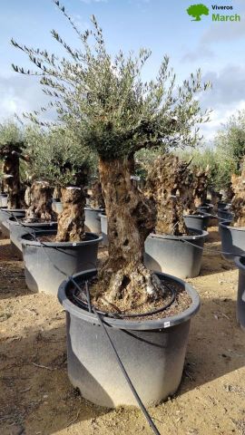 OLEA EUROPAEA BONSAI C285-450L 80/100 HT200/250