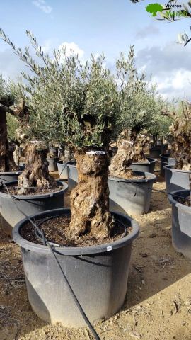OLEA EUROPAEA BONSAI C285-450L 80/100 HT200/250