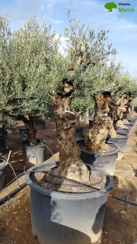 OLEA EUROPAEA BONSAI C285-450L 80/100 HT200/250