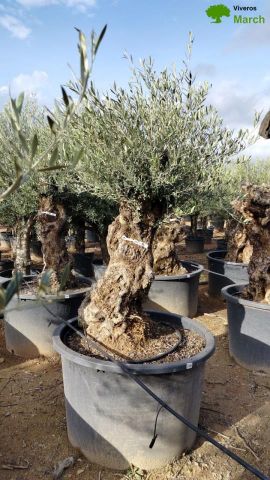 OLEA EUROPAEA BONSAI C285-450L 80/100 HT200/250