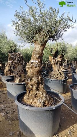 OLEA EUROPAEA BONSAI C285-450L 80/100 HT200/250