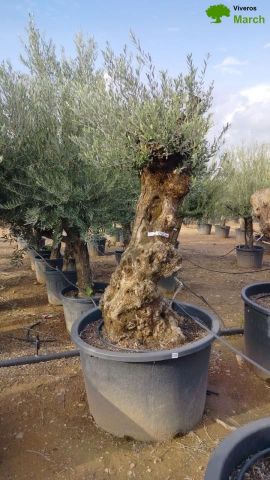 OLEA EUROPAEA BONSAI C285-450L 80/100 HT200/250