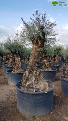 OLEA EUROPAEA BONSAI C285-450L 80/100 HT200/250