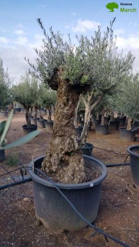 OLEA EUROPAEA BONSAI C285-450L 80/100 HT200/250