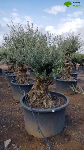 OLEA EUROPAEA BONSAI C285-450L 80/100 HT200/250
