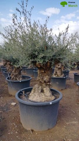 OLEA EUROPAEA BONSAI C285-450L 80/100 HT200/250