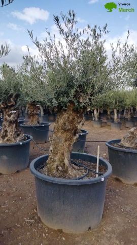 OLEA EUROPAEA BONSAI C285-450L 80/100 HT200/250