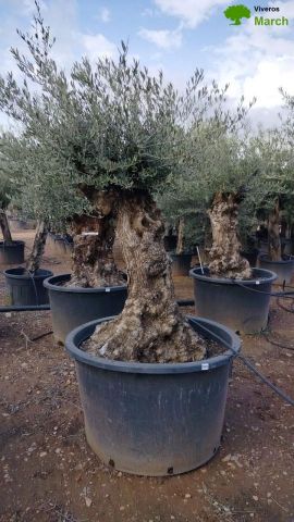 OLEA EUROPAEA BONSAI C285-450L 80/100 HT200/250