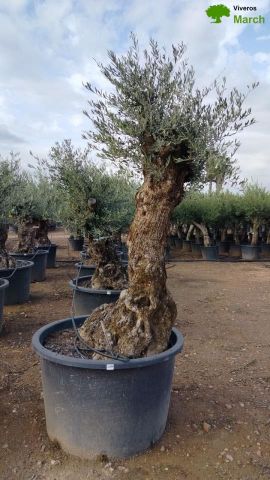OLEA EUROPAEA BONSAI C285-450L 80/100 HT200/250