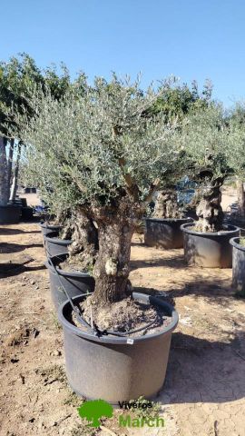 OLEA EUROPAEA BONSAI C285-450L 80/100 HT200/250