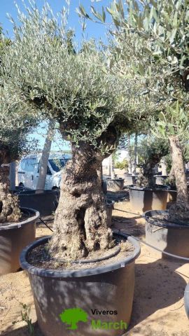 OLEA EUROPAEA BONSAI C285-450L 80/100 HT200/250