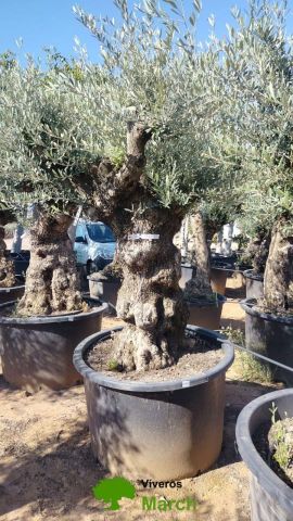 OLEA EUROPAEA BONSAI C285-450L 80/100 HT200/250