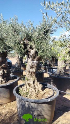OLEA EUROPAEA BONSAI C285-450L 80/100 HT200/250