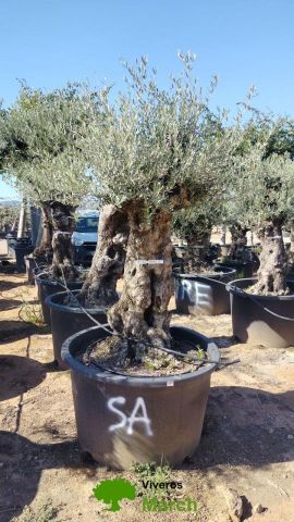 OLEA EUROPAEA BONSAI C285-450L 80/100 HT200/250