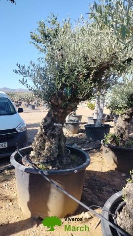 OLEA EUROPAEA BONSAI C285-450L 80/100 HT200/250