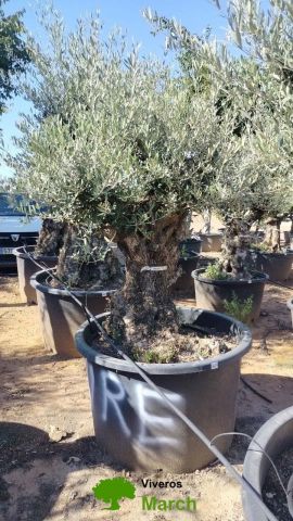 OLEA EUROPAEA BONSAI C285-450L 80/100 HT200/250