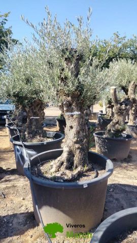OLEA EUROPAEA BONSAI C285-450L 80/100 HT200/250