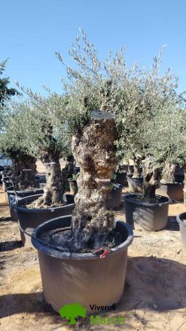 OLEA EUROPAEA BONSAI C285-450L 80/100 HT200/250