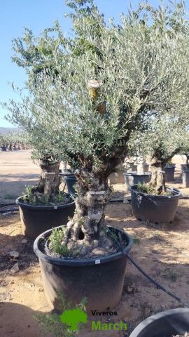 OLEA EUROPAEA BONSAI C285-450L 80/100 HT200/250