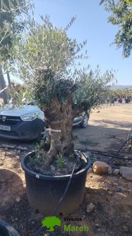 OLEA EUROPAEA BONSAI C285-450L 80/100 HT200/250