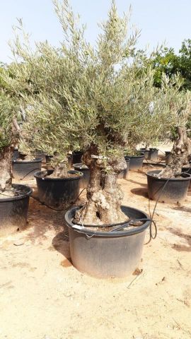 OLEA EUROPAEA BONSAI C285-450L 80/100 HT200/250
