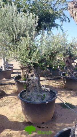 OLEA EUROPAEA BONSAI C285-450L 80/100 HT200/250