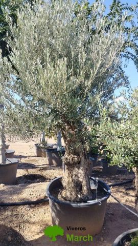 OLEA EUROPAEA BONSAI C285-450L 80/100 HT200/250