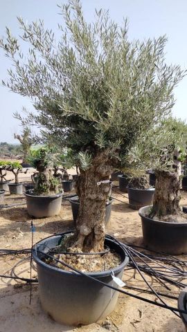 OLEA EUROPAEA BONSAI C285-450L 80/100 HT200/250