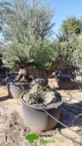 OLEA EUROPAEA BONSAI C285-450L 80/100 HT200/250