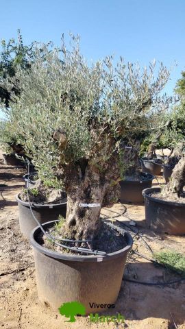 OLEA EUROPAEA BONSAI C285-450L 80/100 HT200/250