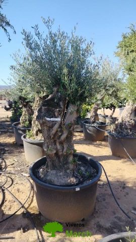 OLEA EUROPAEA BONSAI C285-450L 80/100 HT200/250