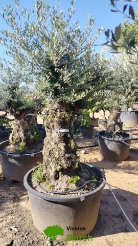 OLEA EUROPAEA BONSAI C285-450L 80/100 HT200/250