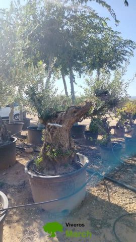OLEA EUROPAEA BONSAI C285-450L 80/100 HT200/250