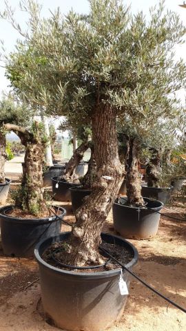 OLEA EUROPAEA BONSAI C285-450L 80/100 HT200/250