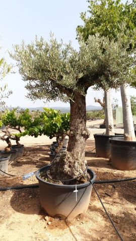 OLEA EUROPAEA BONSAI C285-450L 80/100 HT200/250