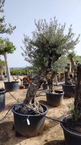 OLEA EUROPAEA BONSAI C285-450L 80/100 HT200/250
