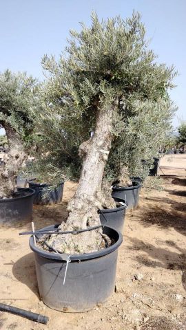 OLEA EUROPAEA BONSAI C285-450L 80/100 HT200/250