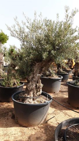 OLEA EUROPAEA BONSAI C285-450L 80/100 HT200/250