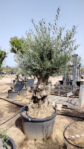 OLEA EUROPAEA BONSAI C285-450L 80/100 HT200/250