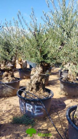 OLEA EUROPAEA BONSAI C285-450L 80/100 HT200/250