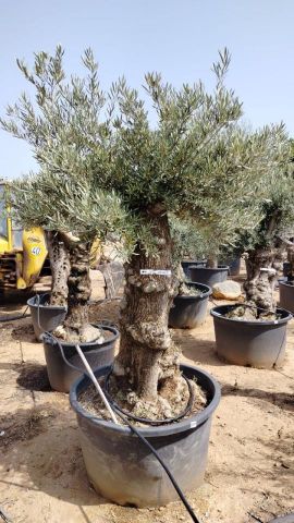OLEA EUROPAEA BONSAI C285-450L 80/100 HT200/250