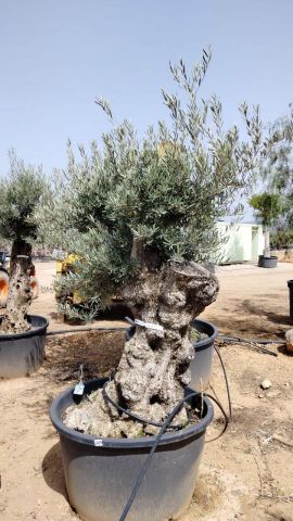OLEA EUROPAEA BONSAI C285-450L 80/100 HT200/250