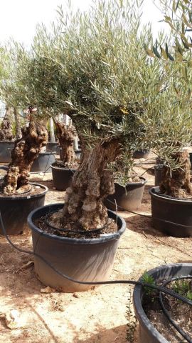 OLEA EUROPAEA BONSAI C285-450L 80/100 HT200/250
