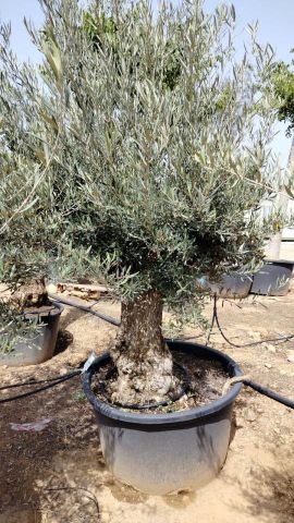 OLEA EUROPAEA BONSAI C285-450L 80/100 HT200/250